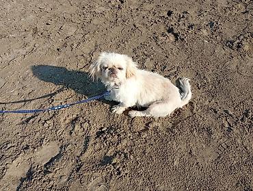 ev itləri satışı: Pekines, 8 ay, Dişi, Peyvəndli, Ünvandan götürmə — 2