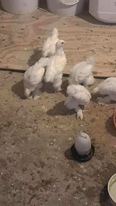 3 toyuq 3 gune 3 yumurta: Toyuq, Brama, Damazlıq, Ünvandan götürmə