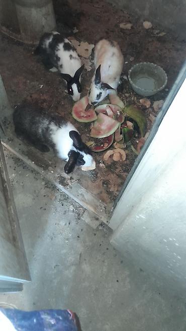 it satisi baki: 3 dovşandı 1-i ana bovşandı balalayandı, 2-si ərkey bovşandı 3-ü bir — 2