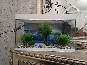 gəncə toyuq satan: Dördbucaq akvarium, Boş, 10 l, Ödənişli çatdırılma — 3