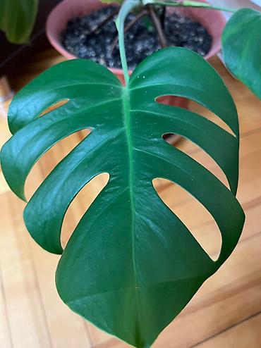 guldəfnə bitkisi: Monstera tam saglam — 2