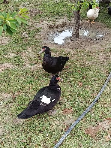 Ördəklər: Erkək, | Lal ördək, Damazlıq — 6