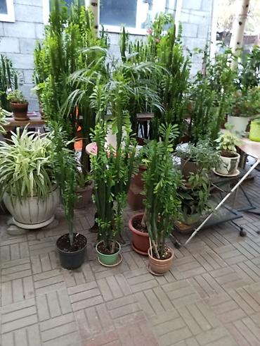 алое вера: Эуфорбия треугранная (Euphorbia trigona) в напольных горшках - — 5