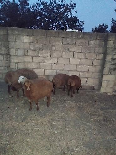 Salam 6 dene quzular satılır.bordaglig damazlıqa yaralıdır.real alıcı lalafo.az -da Salam 6 dene quzular satılır.bordaglig damazlıqa yaralıdır.real alıcı