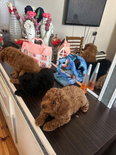 İtlər: Şekilleri götürmeyin - Cins: Toy Pudel (mini) - Rəng: qara, ve — 11