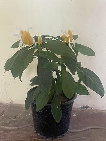 ev gülleri ve adları: Bitki: Pachystachys lutea (Qızıl şam/Golden Shrimp Plant) Təsvir: - — 1