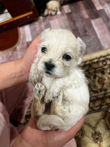 сколько стоит собака бу: 1 месяц — 5