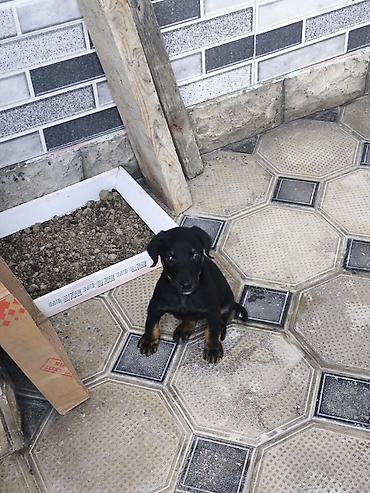 it sortu: Doberman, 1 ay, Dişi, Pulsuz çatdırılma — 2