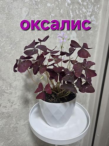 Полки, стеллажи: Полка, этажерка для цветов, Новый, Железо, Самовывоз — 8