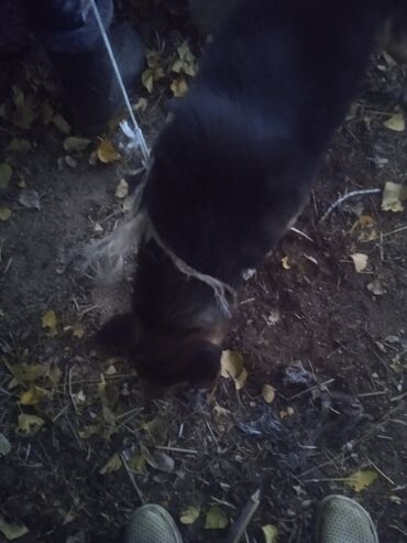 акустические системы nigin колонка в виде собак: Немецкая овчарка самец - Окрас: черно-рыжий, классический для