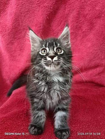 кошки шотландские: Мейн-Куны 🥰🥰🥰. Продаются котята Рысята ♥️ Чистокровные, Шикарные — 1
