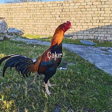 it hekimi bakida: Hər kəsə salam. Hər ikisi damazlığdır.Çakır 6yaşı var.5dəfə iti — 1