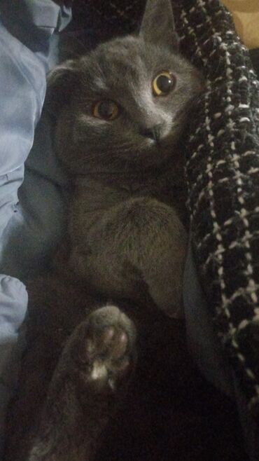 Pişiklər: Şotland, Dişi, Yaxşı əllərə, Pulsuz çatdırılma — 4