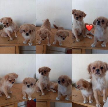 Akvarium aksessuar və ləvazimatları: Pekines, 4 ay, Dişi