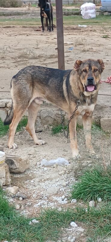 İtlər: Qurdbasar, 2 il, Erkek, Peyvəndli, Ödənişli çatdırılma — 8