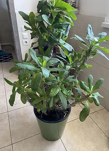 Молочаи: Комнатное растение – молочай Милла (Euphorbia milii), крупный куст в — 2