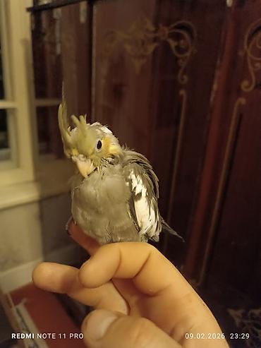 Tutuquşları: Təzə yemə düşmüş 39 günlük korela balası Sağlamdır öz quşlarımın — 8