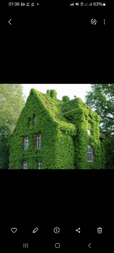 Садовые цветы и кустарники: Саженцы цветка: Плющ, Самовывоз — 10