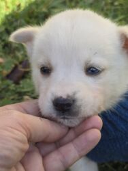 Psi: POKLANJAM štence mesanci haskija i ptičara,očišćeni od — 2