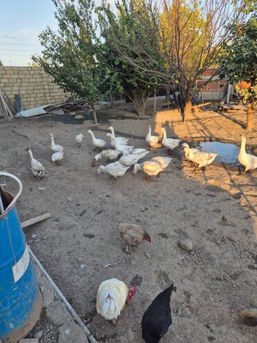 ordək balası və cucə: 16 ədəd yerli qaz biri 25 AZN