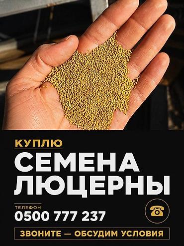 plaud note: Куплю семена люцерны, очищенные через пектус без примесей, хорошего — 2