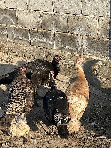 Птицы: 9 самок и 5 петухов 
Молодые крупные — 8