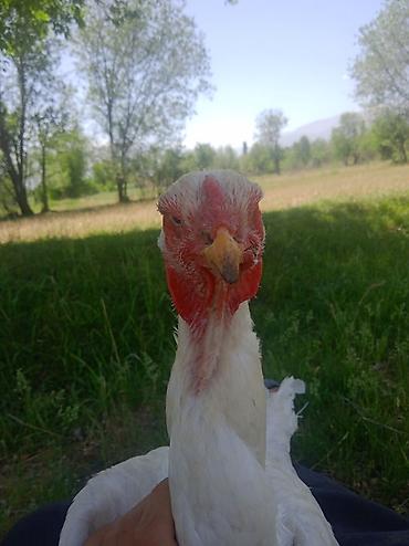 Птицы: Продаю Инкубационное яйцо Чисто кровных даканов разных пород: Китаец — 5