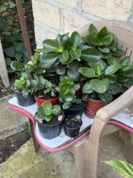 Xalçalar: Xalça -da lalafo.az — 48 Xalçalar: Xalça — 48