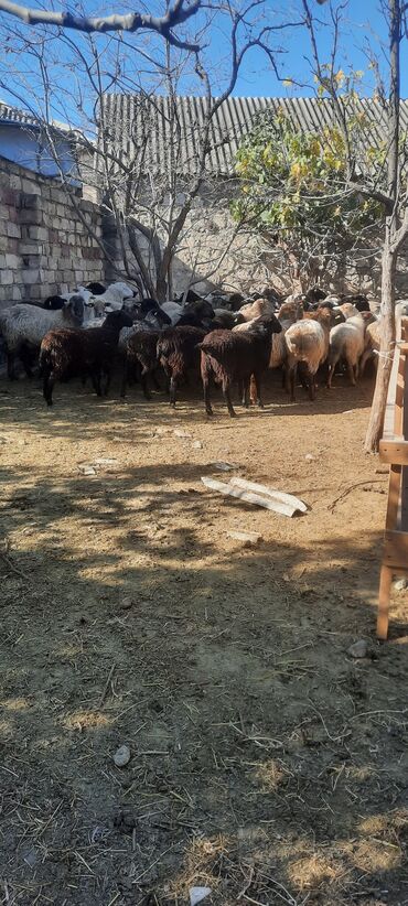 Gəmiricilər: Qoyun sürüsü – yerli ətlik/yunlu qarışıq cinslər - Şəkillərdə