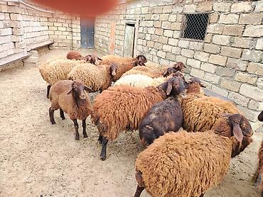 Qoyunlar, qoçlar: Satılır: Qoyun sürüsü - Növ: yerli xalı/xar (uzunquyruq, yağlı — 4
