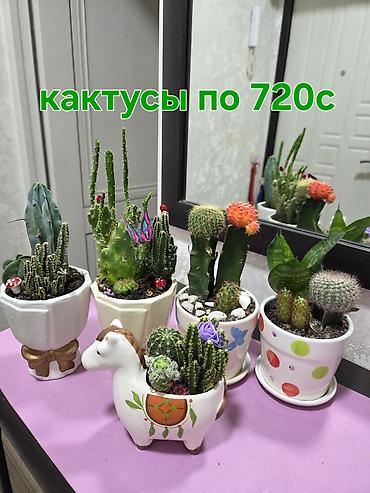 ред: Комнатные растения и композиты в горшках. Отличный подарок для Вас и — 3