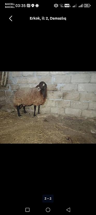 heyvan: Erkək, il: 2, Damazlıq — 1