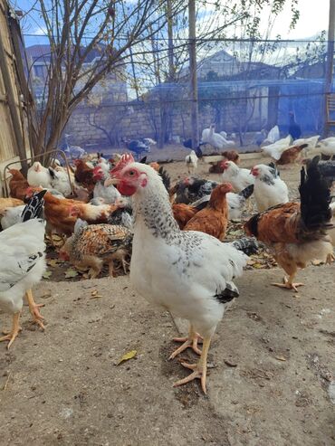 Toyuqlar: Tam ev şəraitində bəslənmiş rəngli kənd beçələridir.çəkiləri 1 -da lalafo.az — 10 Toyuqlar: Tam ev şəraitində bəslənmiş rəngli kənd beçələridir.çəkiləri 1 — 10