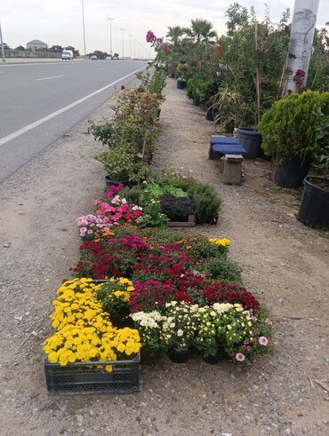 Landşaft işləri: Dekarativ bitgilerin satişi
xan cinar
ekvalit
zeytun — 8