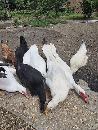 naxcivan heyvan elanlari: Muscovy ördəkləri (indoutka) – qarışıq rənglərdə sürü ( lal ve — 4