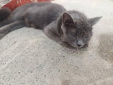 кошки сиамская: Британская короткошёрстная, 2 года, Девочка, Серый, Приучена к лотку — 1
