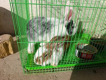 ак коён: Кролики декоративные (пара) - Окрас: один бело-рыжий, второй — 5
