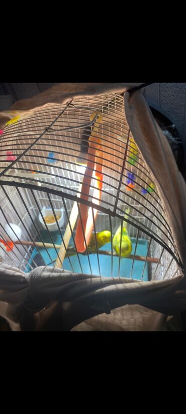 йоркширский терьер цена в баку: Qefes göründüyü kimi içindeki her şey verilecek 2side erkekdi hazir