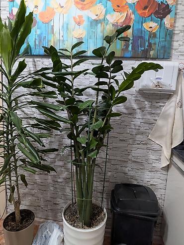 долларовое: 🌿Замиокулькас Продаем в хорошие руки, ухаживали очень бережно. 4 года — 1
