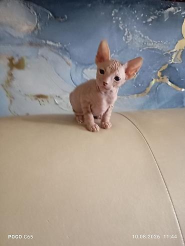 кошки свинкс: Сфинкс, 2 месяца, Мальчик, Приучена к лотку — 1