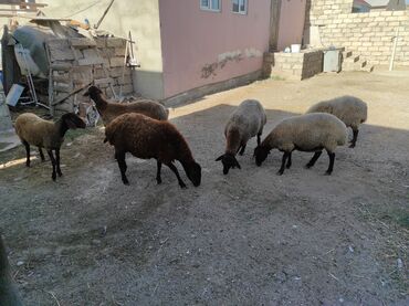 İtlər: Dişi, Qala, il: 1, 60 kq, Damazlıq, Ünvandan götürmə, Ödənişli çatdırılma