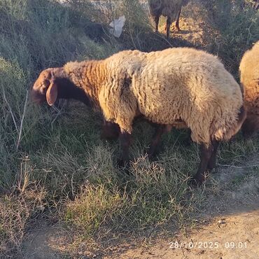 шотландский вислоухий котенок: Qala qoçu tam sağlamdir qızğın hündür heyvandi at lalafo.az шотландский вислоухий котенок: Qala qoçu tam sağlamdir qızğın hündür heyvandi