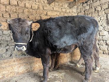 Коровы, быки: Продаю | Бык (самец) | На откорм | Привязанные — 8