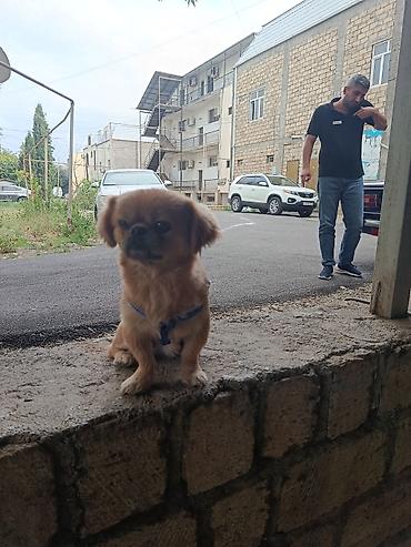 kangal itləri: Pekines, 1 il, Erkək, Ünvandan götürmə — 6