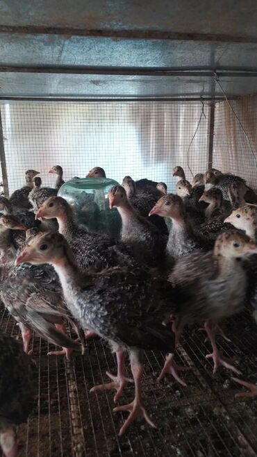 Digər quşlar: Hem etlik hem yumurtaliq cinsdi