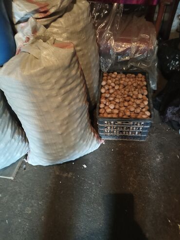 бройлерные куры: Продаю орехи 60сом кг