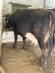 продаю музоо торпок корова самка бык самец айрширская ангус алатауская на забой для разведения на откорм племенные нетель привязанные: Продаю | Корова (самка) | Швицкая, Алатауская, Голштин | Для молока, Для разведения | После отела, Стельные, Привязанные