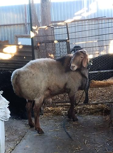 Баран, овца: Продаю | Овца (самка) | Для разведения | Матка — 3