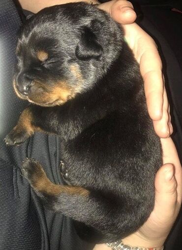 сколько стоит собака бу: Rotveyler, 2 ay, Dişi, Peyvəndli, Ünvandan götürmə, Ödənişli çatdırılma
