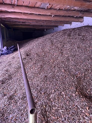 продаю картошку: Семечки сортом 63 китайский сорт есть примерно 30 тон — 3
